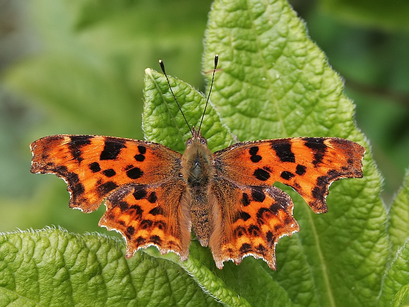 Polygonia c-album Gehakkelde aurelia Comma